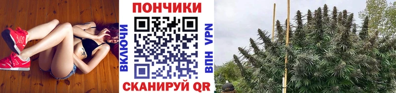 где можно купить   Ильский  Канабис MAZAR 